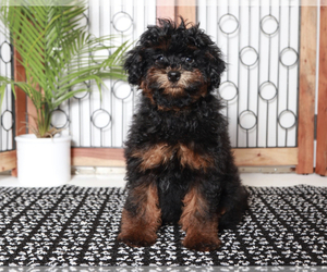 ShihPoo Puppy for sale in NAPLES, FL, USA