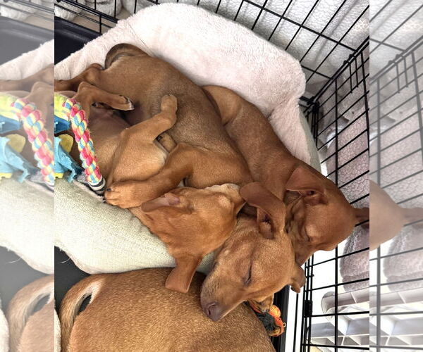 Medium Photo #8 Chiweenie Puppy For Sale in Valrico, FL, USA