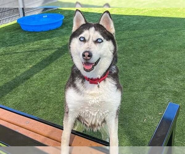 Medium Photo #3 Siberian Husky Puppy For Sale in Orange, CA, USA