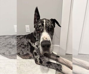 Great Dane Dogs for adoption in Bullard, TX, USA