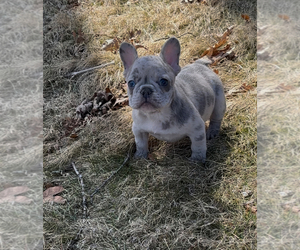French Bulldog Puppy for sale in NAUGATUCK, CT, USA