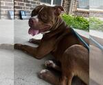 Small #9 American Pit Bull Terrier-Staffordshire Bull Terrier Mix