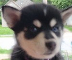 Puppy Ariana Pomsky