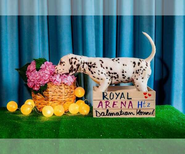 Medium Photo #2 Dalmatian Puppy For Sale in Iernut, Mures, Romainia