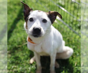 Mutt Dogs for adoption in San Antonio, TX, USA