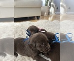 Small #5 Labrador Retriever