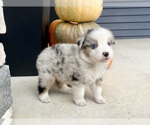 Australian Shepherd Puppy for sale in LODA, IL, USA