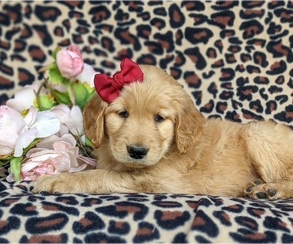 Medium Photo #6 Golden Retriever Puppy For Sale in KIRKWOOD, PA, USA