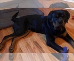 Small Photo #1 Rottweiler Puppy For Sale in LITHONIA, GA, USA