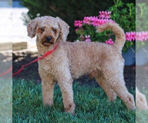 Father of the Cavapoo (Miniature) puppies born on 03/09/2026