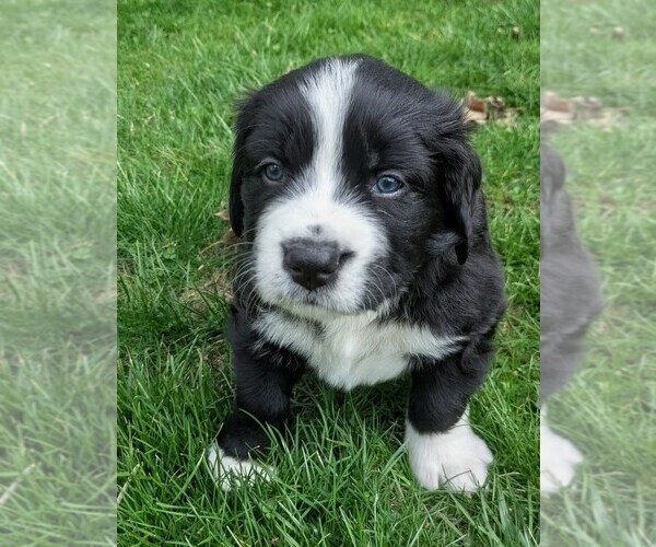 Medium Photo #2 Bordernese Puppy For Sale in LATROBE, PA, USA