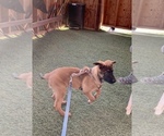 Small Photo #9 Belgian Malinois Puppy For Sale in LOS ANGELES, CA, USA
