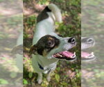 Small #1 Rat Terrier-Shiba Inu Mix