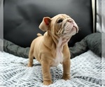Small #7 Bulldog