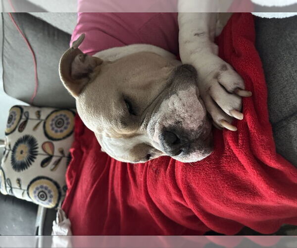 Medium Photo #19 Bulldog-Unknown Mix Puppy For Sale in Germantown, OH, USA