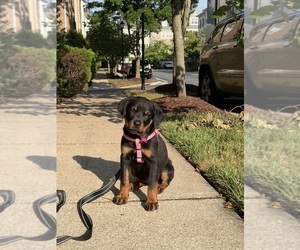 Rottweiler Puppy for Sale in HENRICO, Virginia USA