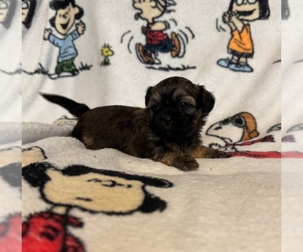 Medium Photo #3 Zuchon Puppy For Sale in NEW YORK MILLS, MN, USA