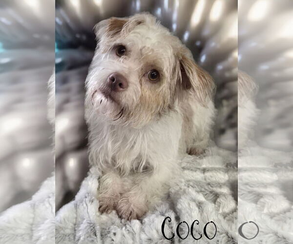 Medium Photo #1 Chihuahua-Unknown Mix Puppy For Sale in Phelan, CA, USA