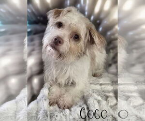 Chihuahua-Unknown Mix Dogs for adoption in Phelan, CA, USA