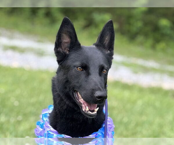 Medium Photo #1 Mutt Puppy For Sale in Cookeville, TN, USA