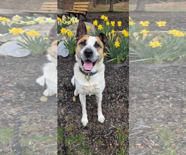 Medium Photo #4 Mutt Puppy For Sale in Rockaway, NJ, USA
