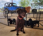 Small #5 Labrador Retriever