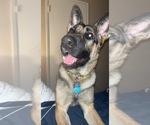 Small Photo #1 German Shepherd Dog Puppy For Sale in POMONA, CA, USA
