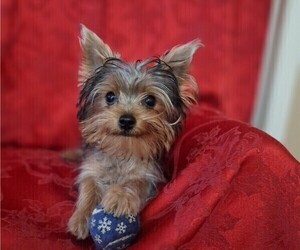 Yorkshire Terrier Puppy for sale in HOUSTON, TX, USA