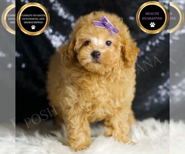 Medium Photo #1 Poodle (Toy) Puppy For Sale in WARSAW, IN, USA