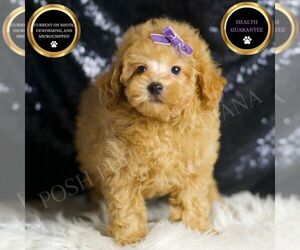 Poodle (Toy) Puppy for sale in WARSAW, IN, USA