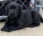 Small Photo #6 Labrador Retriever Puppy For Sale in INDIANA, PA, USA