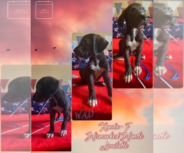 Medium Photo #4 Great Dane Puppy For Sale in KANSAS CITY, MO, USA
