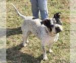 Small #2 Bulldog Mix