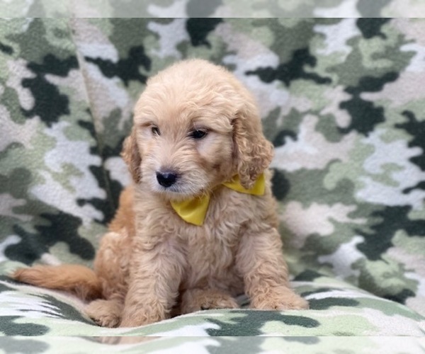 Medium Photo #2 Double Doodle Puppy For Sale in LAKELAND, FL, USA