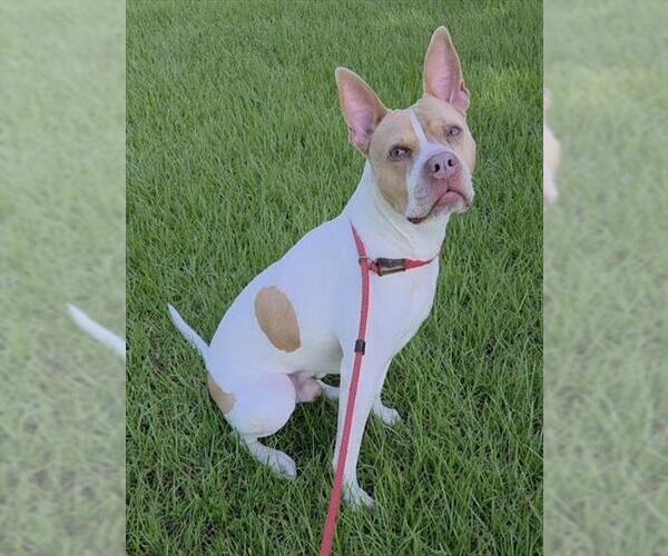 Medium Photo #1 Boxer-Unknown Mix Puppy For Sale in Fort Lauderdale, FL, USA