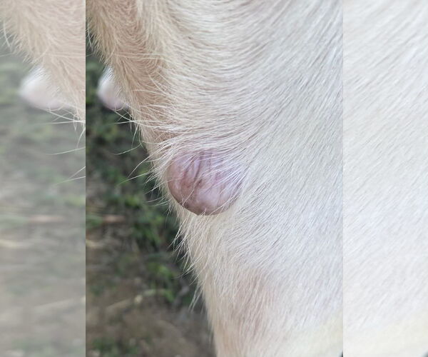 Medium Photo #10 American Bulldog-Unknown Mix Puppy For Sale in Spotsylvania, VA, USA