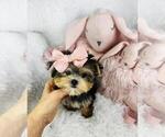 Small #2 Morkie