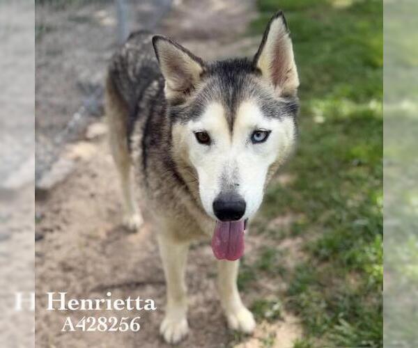 Medium Photo #2 Siberian Husky-Unknown Mix Puppy For Sale in Conroe, TX, USA