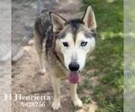 Small #1 Siberian Husky Mix