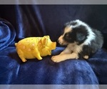 Small #3 Border Collie