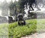 Small Photo #1 French Bulldog Puppy For Sale in MODESTO, CA, USA