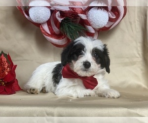 Poocan Puppy for sale in LANCASTER, PA, USA