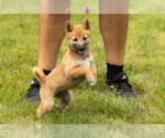Puppy Jin Shiba Inu