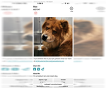 Small Photo #3 Chow Chow Puppy For Sale in San Antonio, TX, USA