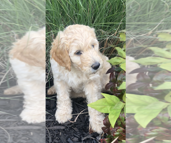 Medium Photo #3 Goldendoodle-Poodle (Standard) Mix Puppy For Sale in FORT SMITH, AR, USA