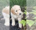 Small #2 Goldendoodle-Poodle (Standard) Mix