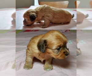 Havanese Puppy for sale in LEBANON, TN, USA