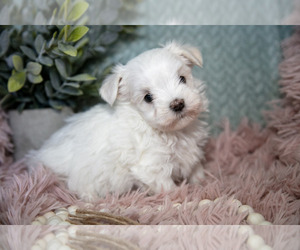 Maltipoo Litter for sale in NAPPANEE, IN, USA