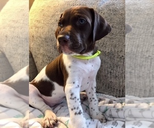German Shorthaired Pointer Puppy for sale in AUSTIN, TX, USA