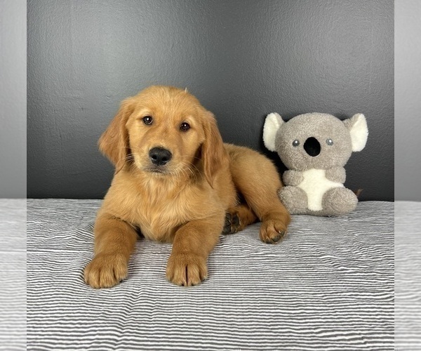 Medium Photo #4 Golden Retriever Puppy For Sale in INDIANAPOLIS, IN, USA